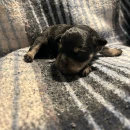 Hank - Black and silver male Miniature Schnauzer puppy in Winterville, Georgia from Patty’s Little Pups