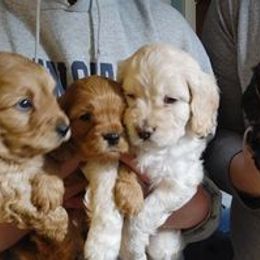 Cavapoo Puppies from Jessie's Puppies
