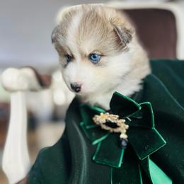 Payette - Silver and white female Pomsky puppy in Rathdrum, Idaho from Smart Pomskies and Frenchies