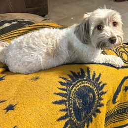 Havana - Havanese