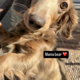 Princess - Dachshund