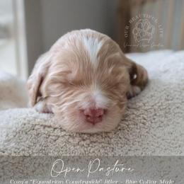Open Pasture - Apricot male Goldendoodle puppy in Savannah, Georgia from Vino and Vespa Doodles