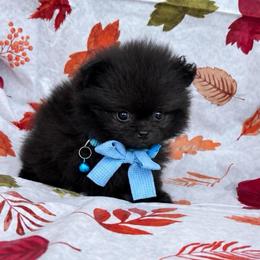 Onyx - Black male Pomeranian puppy in Green Cove Springs, Florida from Natasha's Ark of Joy