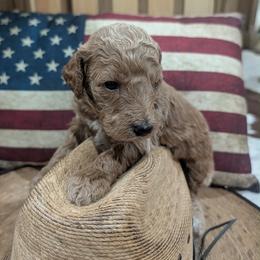 Halo - Cream male Goldendoodle puppy in Juliette, Georgia from Megan's Goldendoodles