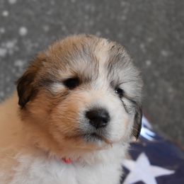Dolley - Great Pyrenees puppy in Arroyo Grande, California from Wild Bunch Ranch - Home of Le Patou Great Pyrenees