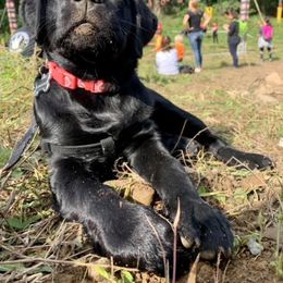 Labrador Retriever Puppies from Outside Labrador Retrievers