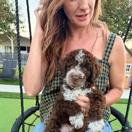 Peter - Brown and white male Bernedoodle puppy in Yuba City, California from Ranch House Doodles