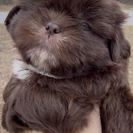 Boy 1 - Chocolate male Shih Tzu puppy in Ocala, Florida from Mimi's Shih-tzus of Ocala