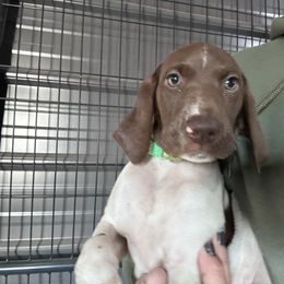 Lime Green - Liver and white female German Shorthaired Pointer puppy in Newton Grove, North Carolina from Wayalife Labradors & Gsp’s