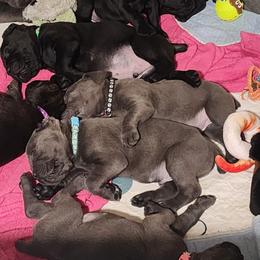 Cane Corso and Rottweiler Puppies from Hildegarde Kennels