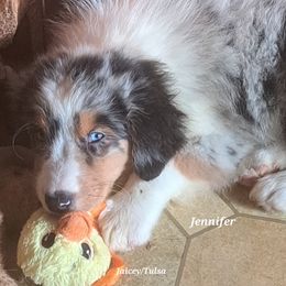 Jennifer - Blue merle female Australian Shepherd puppy in Elk Creek, Missouri from Hearts on Fire Australian Shepherds