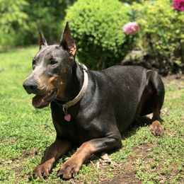 Jinx - Doberman Pinscher