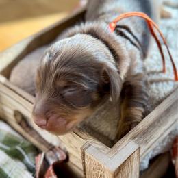 AKC Walnut (Orange) - Chocolate and tan male Dachshund puppy in Cherry Valley, California from Sugar and Spice Dachshunds