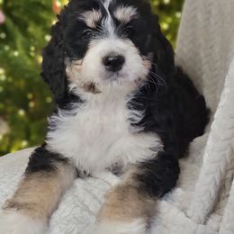 Jingle - Tri-color female Bernedoodle puppy in Shelton, Washington from NW Bernedoodles of Washington