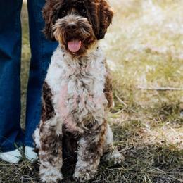Siriy - Cockapoo