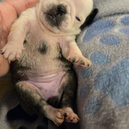 Girl 3 - Brindle female Pug puppy in Auburn, Kentucky from Prentice Family Pugs, Bugs & Corgis