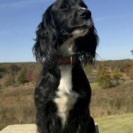 Penny - English Cocker Spaniel