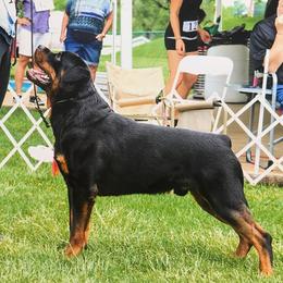Rottweilers from Medieval Rottweilers