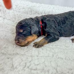 Harry - Harry Potter Litter - Phantom male Bernedoodle puppy in Charleston, South Carolina from Palm Belle Doodles