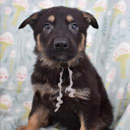 Grey Boy - Black and tan male German Shepherd puppy in Grants Pass, Oregon from Granville German Shepherds