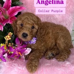 Angelina (Purple) - Red  female Goldendoodle puppy in Miami, Florida from Katy's Toy Poodles