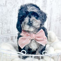 Edward - Merle male Cockapoo puppy in Otisville, Michigan from Danie’s Darling Doodles LLC