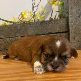 Girl 3 - Black gold and white female Shih Tzu puppy in Lexington, North Carolina from SCS Shih Tzus