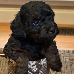Border Collie and Poodle Puppies from Ross Vegas Kennels