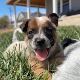 Cloudy - Red speckled male Australian Cattle Dog puppy in Oberlin, Kansas from Hangin R Kennels