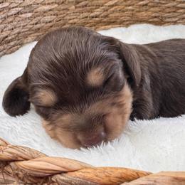Tawny - Chocolate and tan female Dachshund puppy in Wallingford, Kentucky from Hensley Homestead Dachshunds