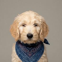Spark - Cream male Goldendoodle puppy in Clifton, Arizona from Denim & Doodles