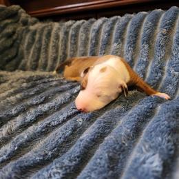 Split face red boy - Red male Italian Greyhound puppy in Snohomish, Washington from Divine Italian Greyhounds