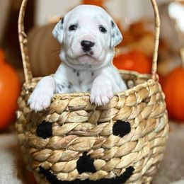 Ron Weasley - White and black male Dalmatian puppy in Whitwell, Tennessee from Rock a Dalmatian “RockADal”
