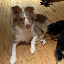 Sadie - Miniature Australian Shepherd