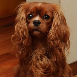 Penny - Cavalier King Charles Spaniel