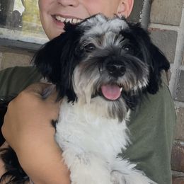 River - Havanese