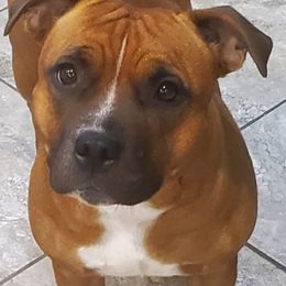 Staffordshire Bull Terrier puppies from Stone Cold Staffordshire Bull Terriers