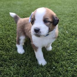 Girl 1 - female Saint Berdoodle puppy in Menifee, California from Royal Saint Bernards