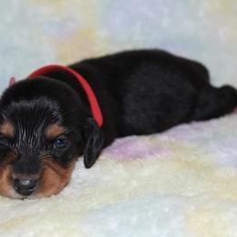 Trigger - Black and tan male Dachshund puppy in Paris, Texas from Kuttin’ Up Mini Aussies