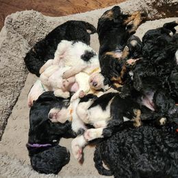 Aussiedoodle Puppies from Lotadoodle Farms