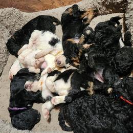 Aussiedoodle Puppies from Lotadoodle Farms