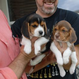Beagle Puppies from Parmelee Beagles