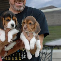 Beagle Puppies from Parmelee Beagles