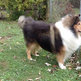 Collies from Meadow Glen