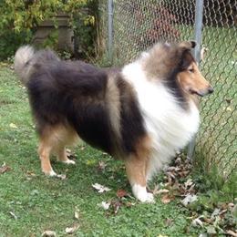 Collies from Meadow Glen