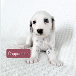 Cappuccino - Blue Eye - LUA long coat - White and black female Dalmatian puppy in Davenport, Florida from Sunny Jewels Dalmatians