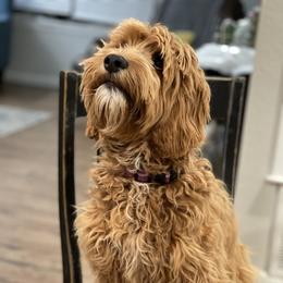 Hazel - Australian Labradoodle