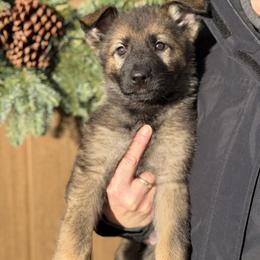 Brown-Vampyr - Sable male German Shepherd puppy in Medical Lake, Washington from Nine Realms German Shepherds