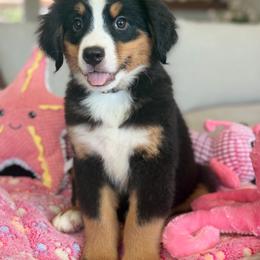 Lemon - Tri-color female Bernese Mountain Dog puppy in Yuciapa, California from AlltheDoodlez_