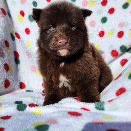 Fudge - Liver female German Shepherd puppy in Los Lunas, New Mexico from Mali's German Shepherds